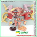 WHOLESALE VETERINARY MODEL 12010 Medical Anatomical 10 Parts Cat Model